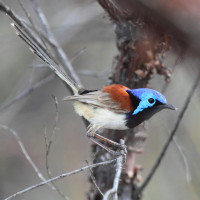 Purple-backed Fairywren